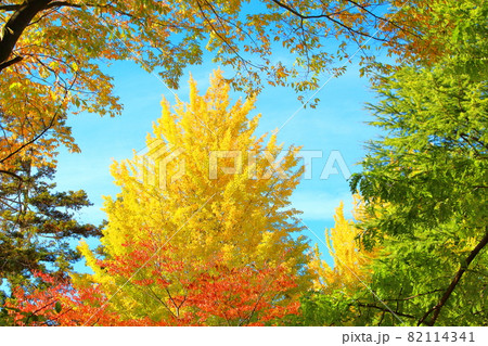 信州の紅葉　その2109　：　　花と植物が織りなす色紙　その2109 82114341