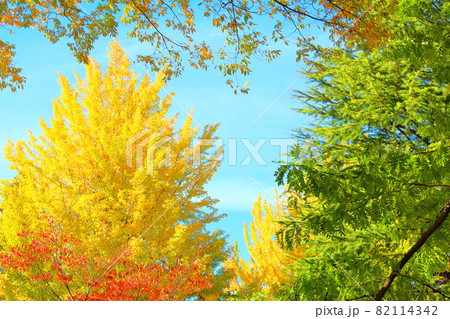 信州の紅葉　その2109　：　　花と植物が織りなす色紙　その2109 82114342