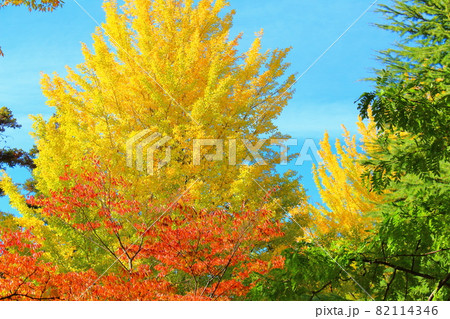 信州の紅葉 その2109 : 花と植物が織りなす色紙 その2109 信州の紅葉 その2109 : 花と植物が織りなす色紙 その2109 82114346