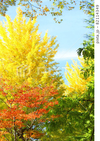 信州の紅葉 その2109 : 花と植物が織りなす色紙 その2109 信州の紅葉 その2109 : 花と植物が織りなす色紙 その2109 82114349