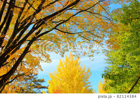 信州の紅葉 その2109 : 花と植物が織りなす色紙 その2109 信州の紅葉 その2109 : 花と植物が織りなす色紙 その2109 82114384