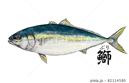 鰤のイラスト - 背景透過 - 切り抜かれています 鰤のイラスト - 背景透過 - 切り抜かれています 82114580