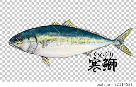 黃尾魚的插圖--透明背景--剪出 82114581