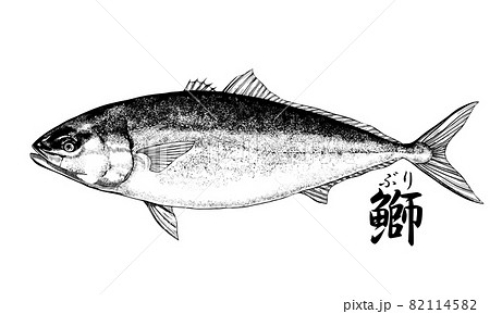 鰤のイラスト - 背景透過 - 切り抜かれています 82114582