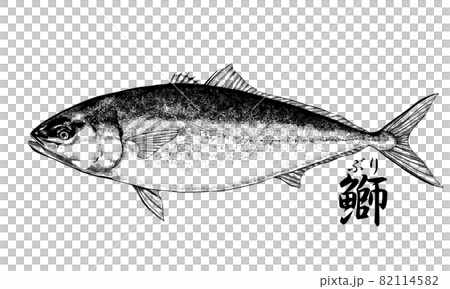 鰤のイラスト - 背景透過 - 切り抜かれています 82114582