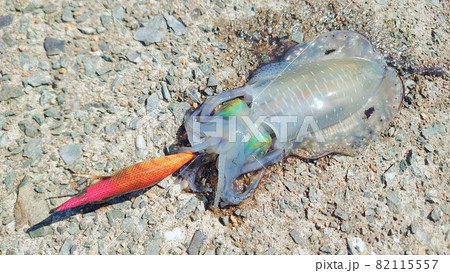 エギングで釣れた秋のアオリイカ 82115557