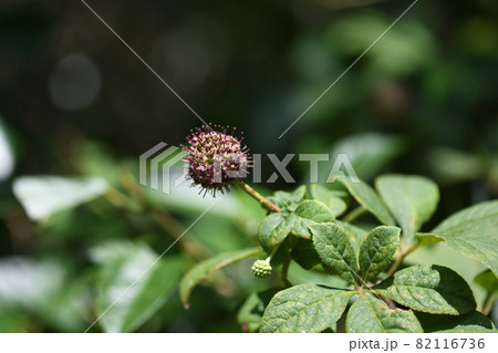 ケヤマウコギ(花から実へ) ケヤマウコギ(花から実へ) 82116736
