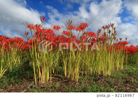 彼岸花 曼珠沙華 秋 稲穂 田んぼ 田園 赤 満開 密 京都 亀岡市 里 彼岸花 曼珠沙華 秋 稲穂 田んぼ 田園 赤 満開 密 京都 亀岡市 里 82116967