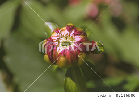 マクロ撮影したダリアのつぼみ 82116980