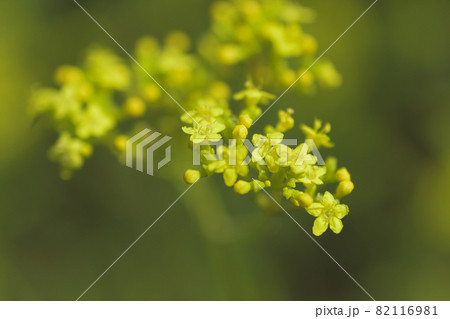 マクロ撮影したオミエナシ 82116981