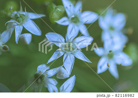 マクロ撮影した韮の花 82116982