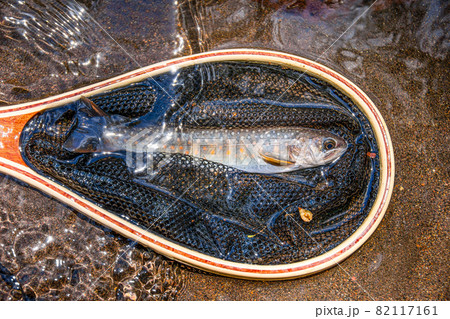 網に入った渓流魚イワナ 82117161