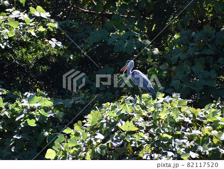 大きな口を開けた木の上のアオサギ 82117520