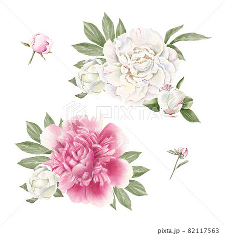 Set of delicate red and white peonies. Watercolor illustration Set of delicate red and white peonies. Watercolor illustration 82117563