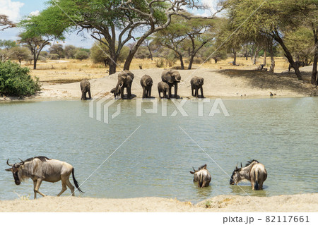 タンザニアのタランギレ国立公園の広い空と水辺に集まる野生動物たち 82117661