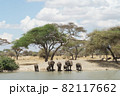 タンザニアのタランギレ国立公園の綺麗な青空の下で水を飲むゾウの群れ 82117662