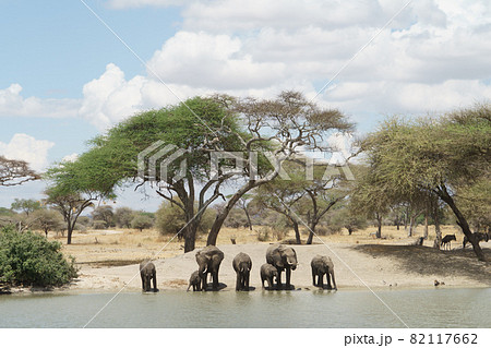 タンザニアのタランギレ国立公園の綺麗な青空の下で水を飲むゾウの群れ タンザニアのタランギレ国立公園の綺麗な青空の下で水を飲むゾウの群れ 82117662
