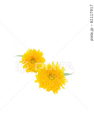ひまわり　夏　思い出　ゴッホのひまわり　無花粉高性分枝系　向日葵 82117917