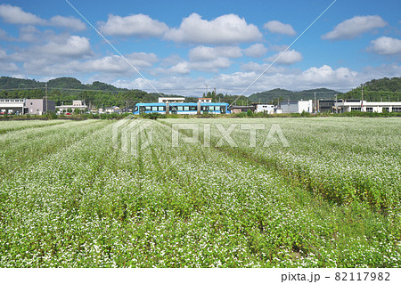 ソバ畑にLRV ソバ畑にLRV 82117982