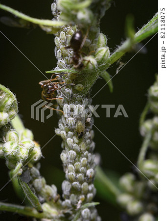 An ant takes care of a large herd of aphids on the trunk of a shrub 82118075