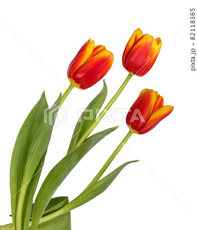 Three beautiful red and yellow tulips Three beautiful red and yellow tulips 82118365