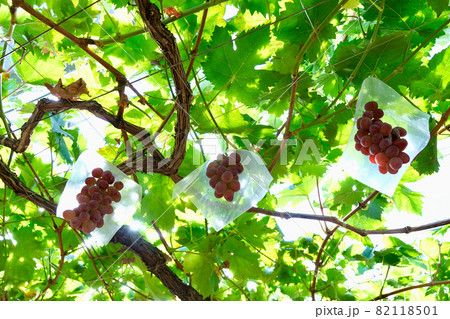 【山梨】勝沼観光農園のぶどう畑(甲斐路) 【山梨】勝沼観光農園のぶどう畑(甲斐路) 82118501