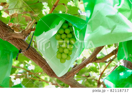 【山梨】勝沼観光農園のぶどう畑(シャインマスカット) 【山梨】勝沼観光農園のぶどう畑(シャインマスカット) 82118737