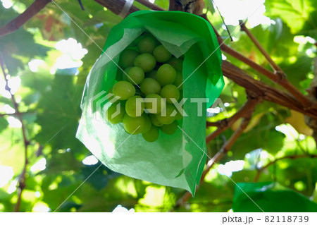 【山梨】勝沼観光農園のぶどう畑(シャインマスカット) 【山梨】勝沼観光農園のぶどう畑(シャインマスカット) 82118739