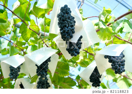 【山梨】勝沼観光農園のぶどう畑（ベリーA） 82118823