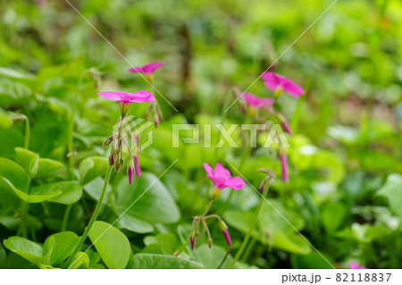 かわいいハナカタバミの花 82118837