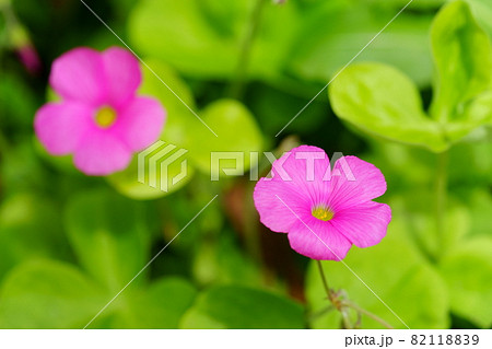 かわいいハナカタバミの花 82118839