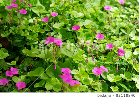 かわいいハナカタバミの花 82118840