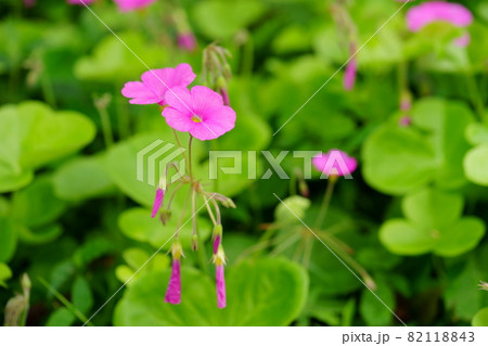 かわいいハナカタバミの花 82118843