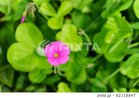 かわいいハナカタバミの花 82118847