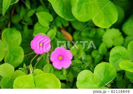 かわいいハナカタバミの花 82118849