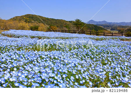 満開のネモフィラ 82119486