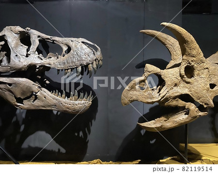 子供と大迫力の恐竜展に行こう！ 82119514