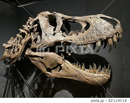 子供と大迫力の恐竜展に行こう！ 82119518