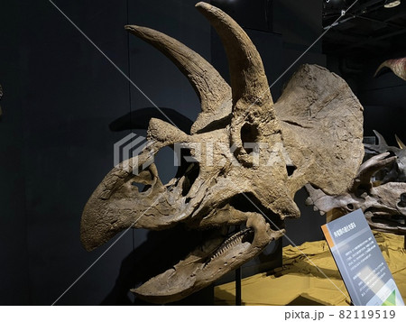 子供と大迫力の恐竜展に行こう！ 82119519