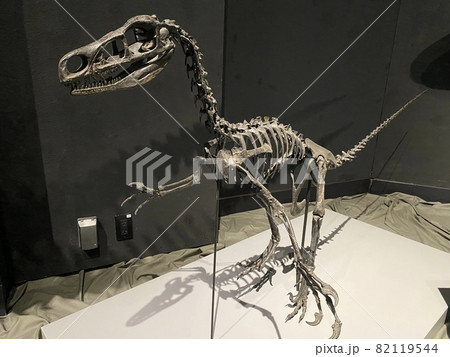 子供と大迫力の恐竜展に行こう！ 82119544