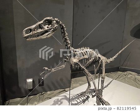 子供と大迫力の恐竜展に行こう! 子供と大迫力の恐竜展に行こう! 82119545