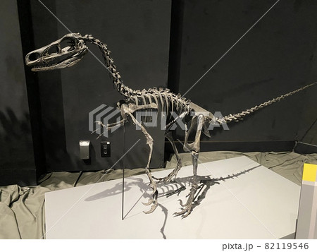 子供と大迫力の恐竜展に行こう！ 82119546