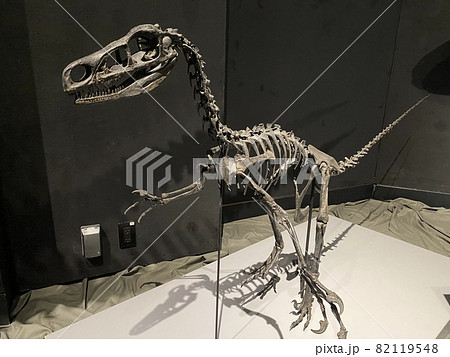 子供と大迫力の恐竜展に行こう！ 82119548