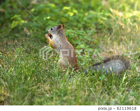 Close-up - squirrel sits on green grass and holds a nut in its mouth. Close-up - squirrel sits on green grass and holds a nut in its mouth. 82119618