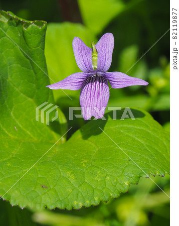 尾瀬・大江湿原に咲くオオバタチツボスミレ 82119877