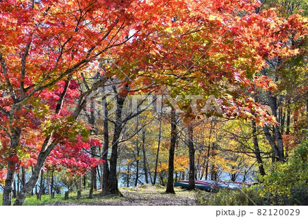 紅葉と湖への散歩道 82120029