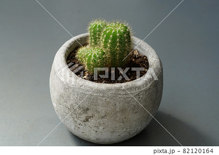 サボテンの鉢5 82120164
