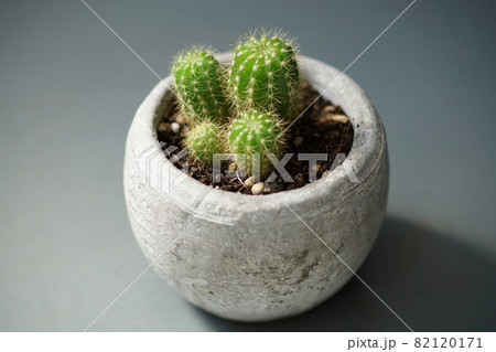 サボテンの鉢12 82120171