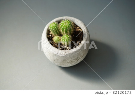 サボテンの鉢13 82120172