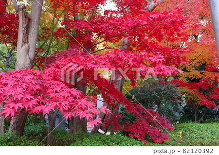芝公園 82120392